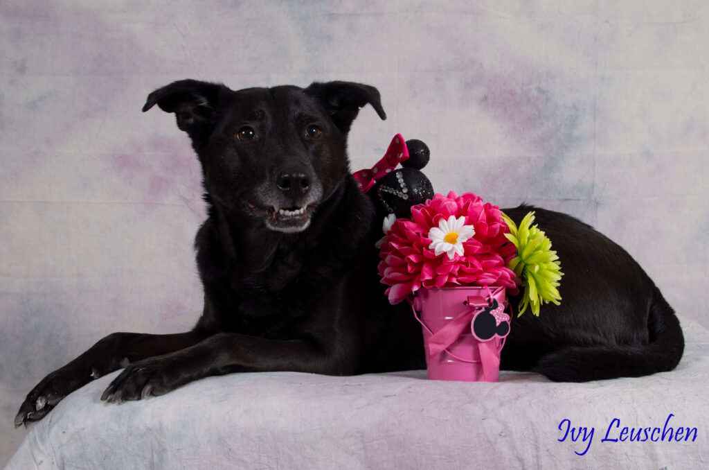 Black dog laying down with flower pot