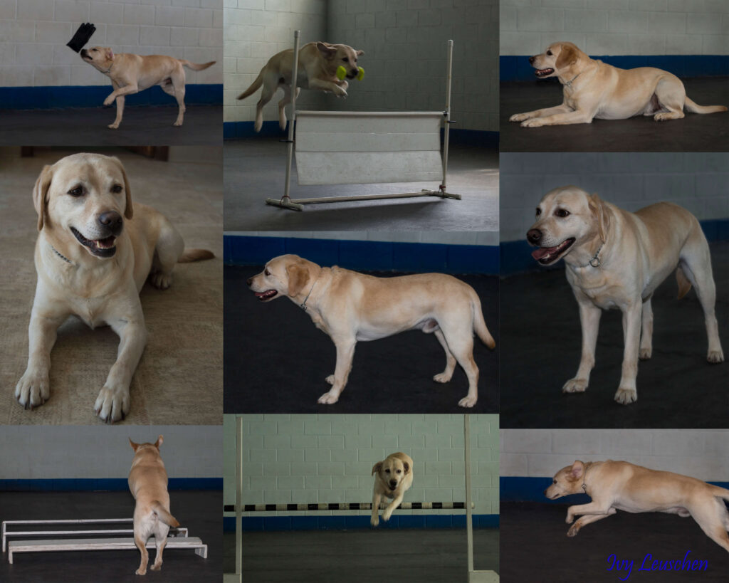 White lab agility dog collage