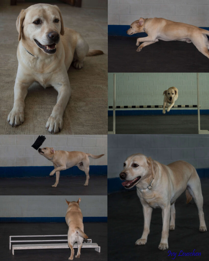 White lab agility dog collage