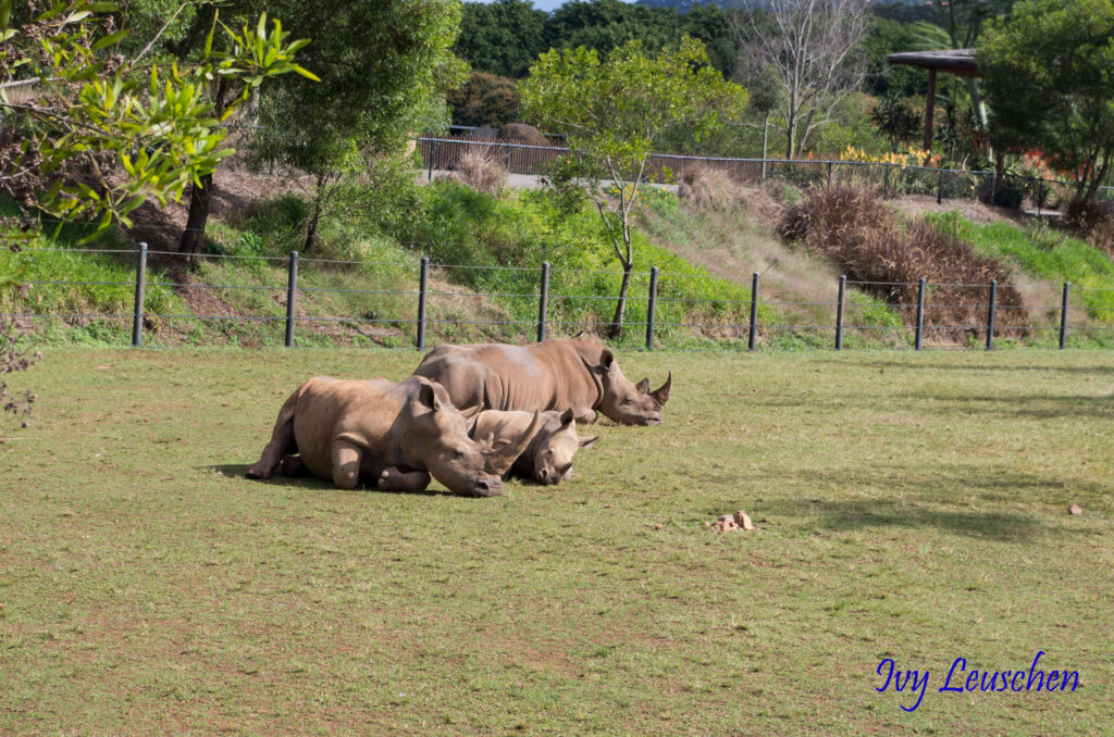 Rhino family, Australia Zoo