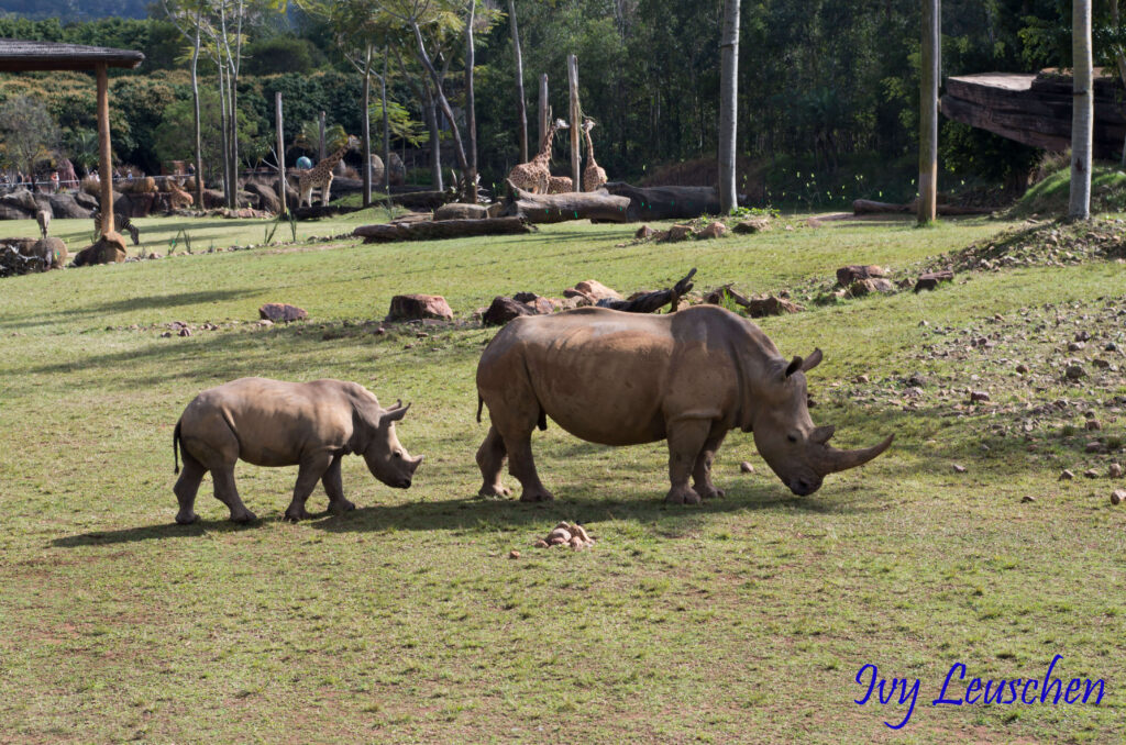 Dad and baby rhinos, Australia Zoo