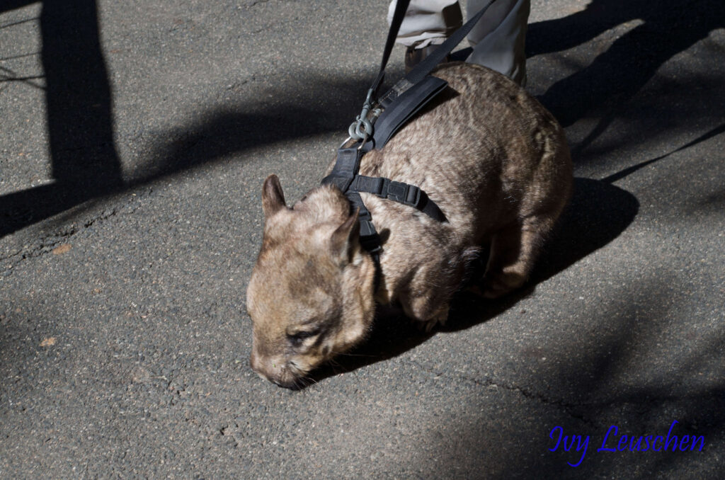 Wombat on a leash