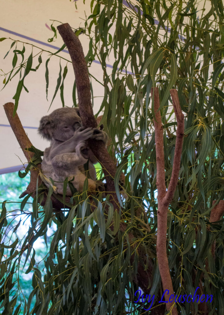 Koala in eucalyptus tree