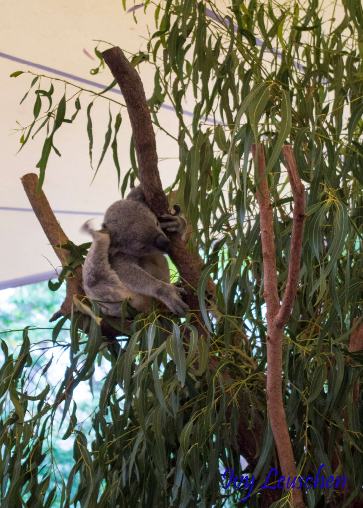 Koala scratching in eucalyptus tree