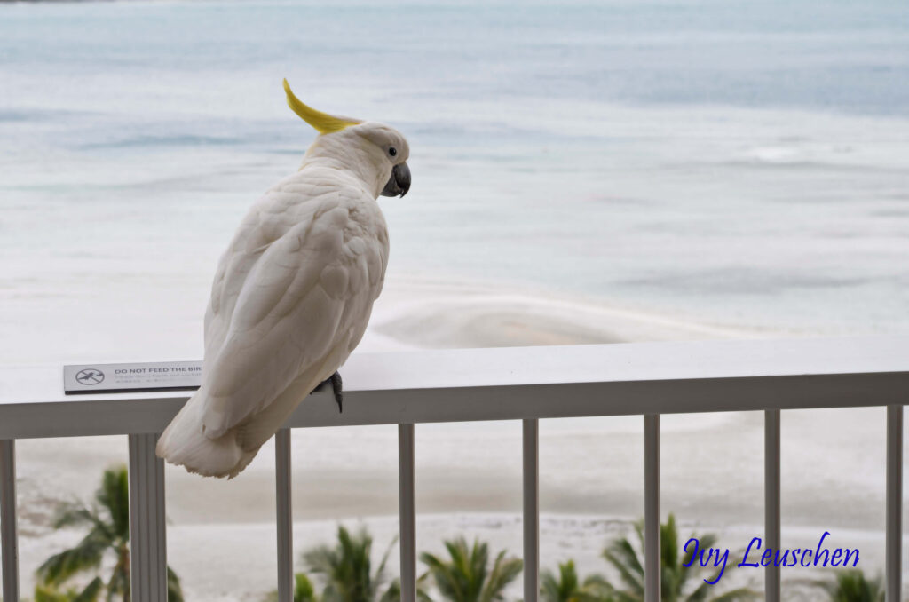 White cockatoo sitting on railing