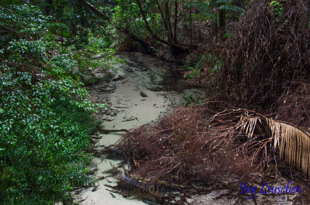 Stream running between bush