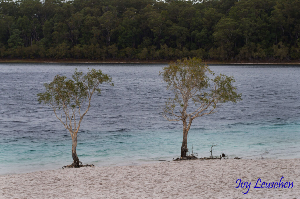 Two small trees on the beach