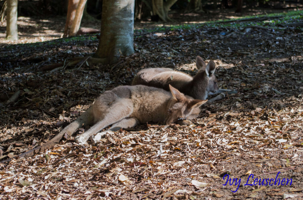 Napping kangaroos