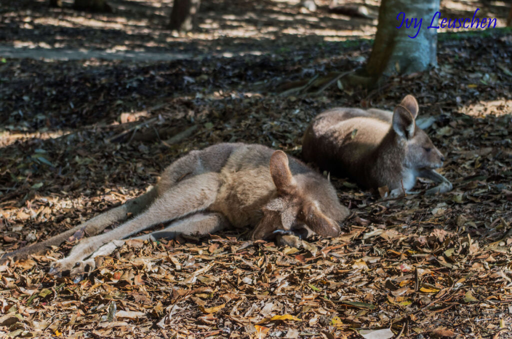 Sleeping kangaroos