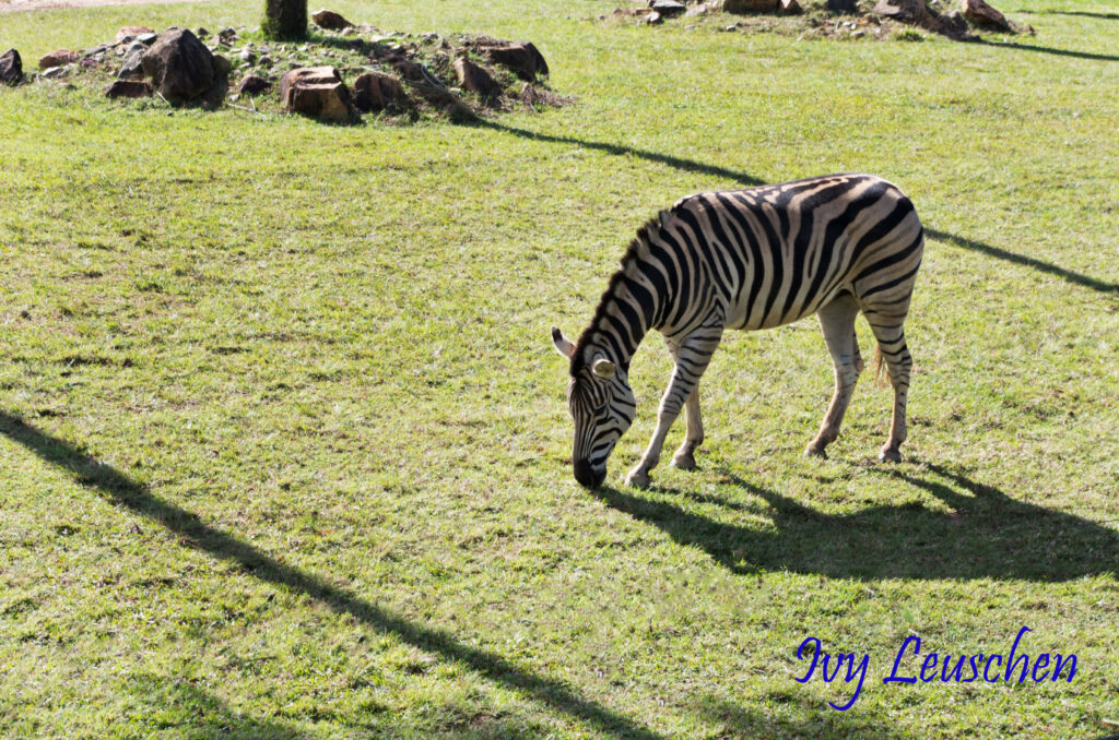 Zebra, Australia Zoo