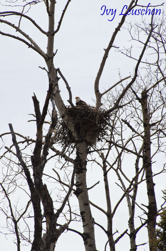 Bald eagle in a nest in tree