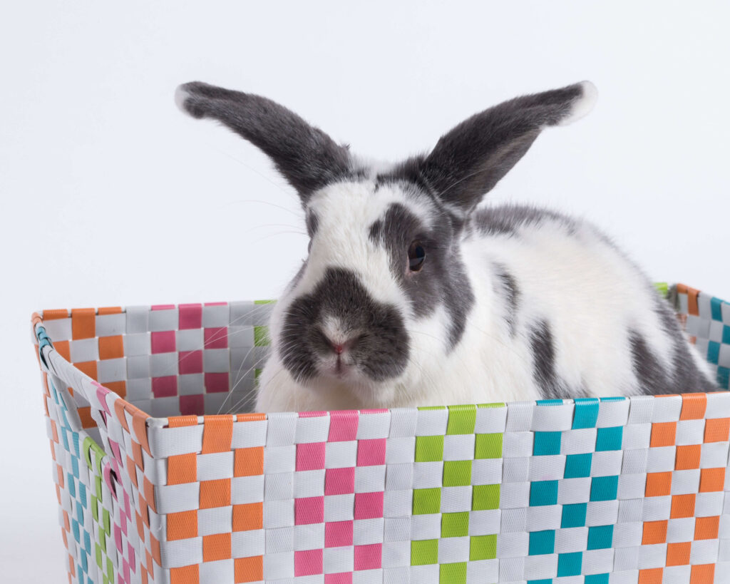 Black and white rabbit in a basket