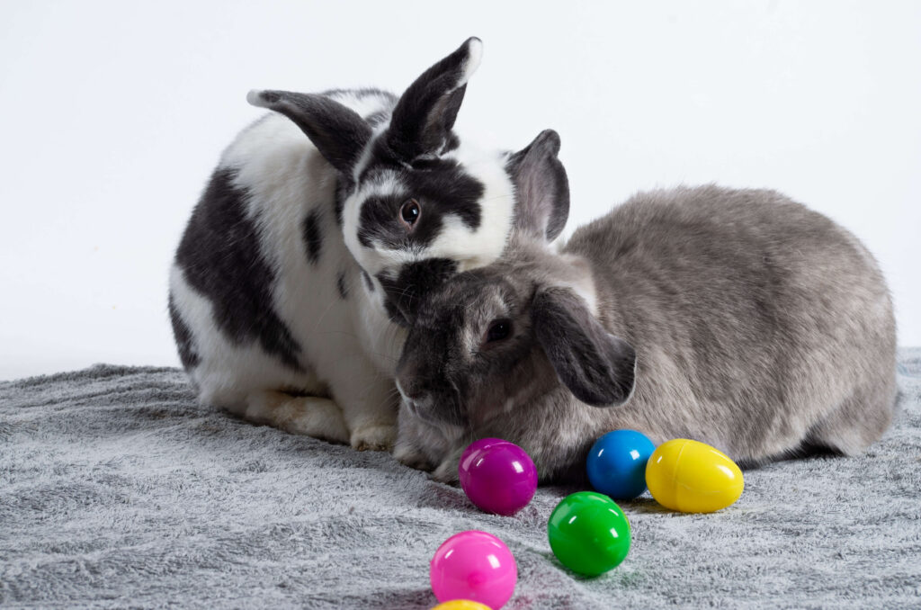 Two rabbits on a blanket with Easter eggs