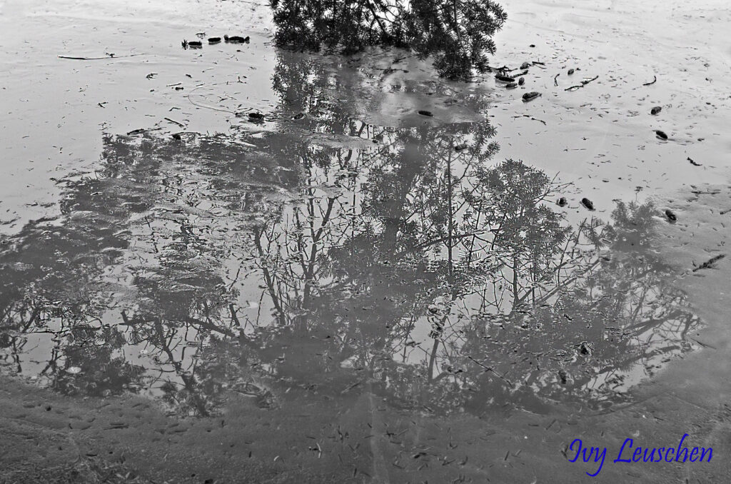 Tree branch reflection in ice