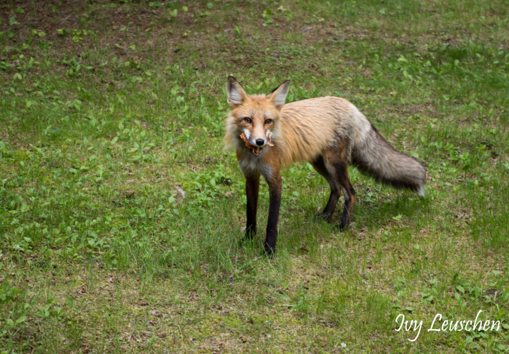 Red fox eating pizza