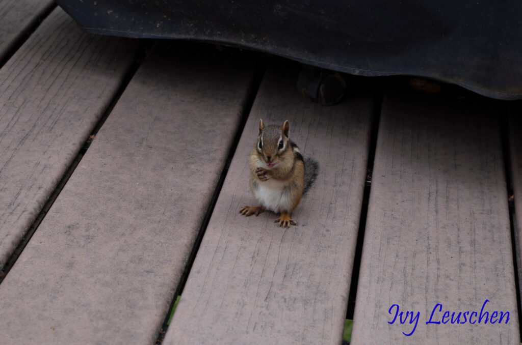 Chipmunk rubbing hands together with open mouth