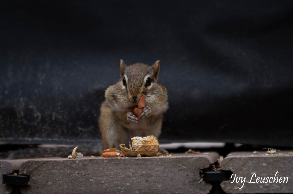 Chipmunk eating a peanut