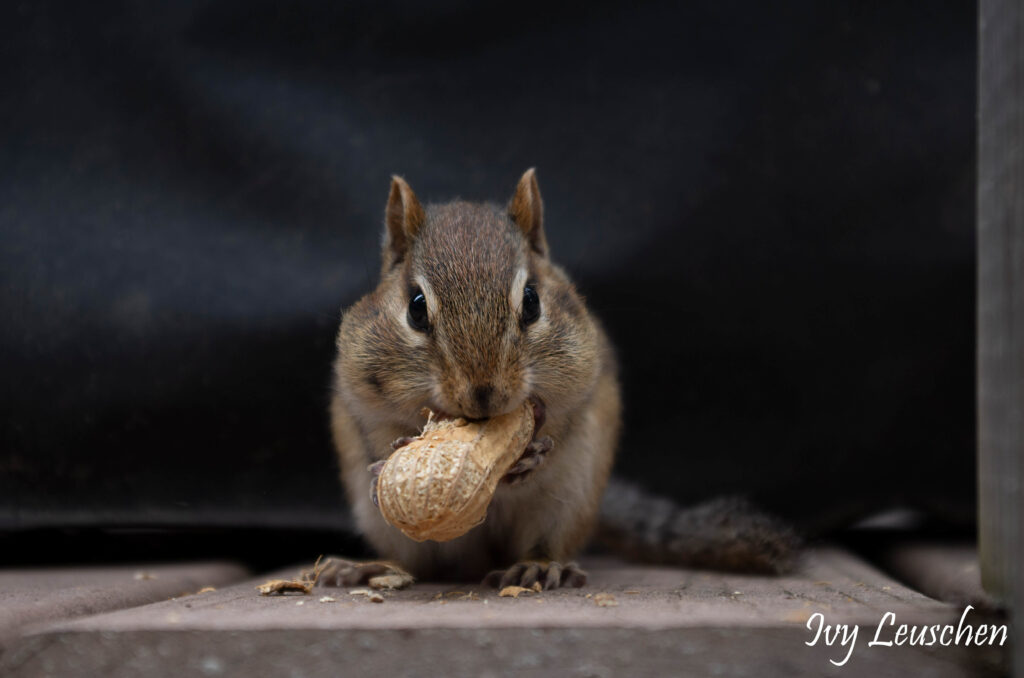Chipmunk eating peanuts