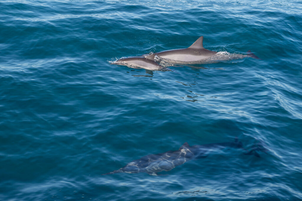 Dolphins with back fin out of water