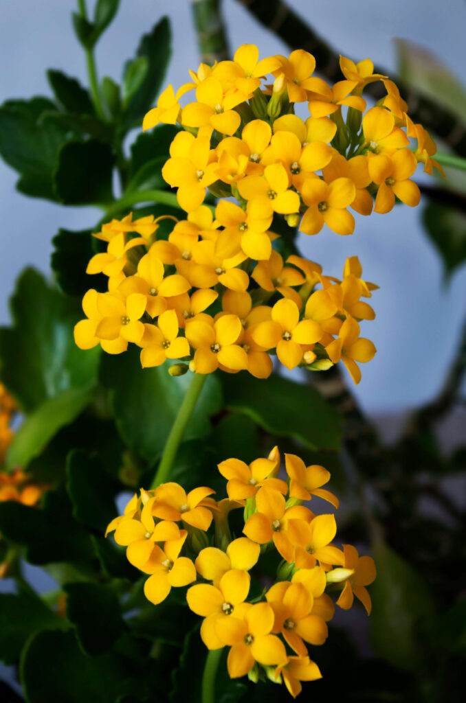 Yellow flowers