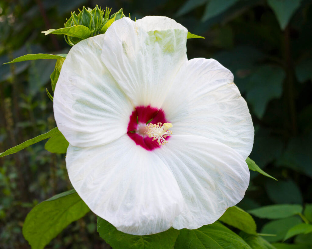 White flower with pink center