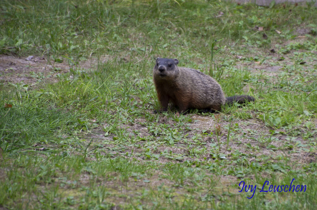 Groundhog sitting in the grass