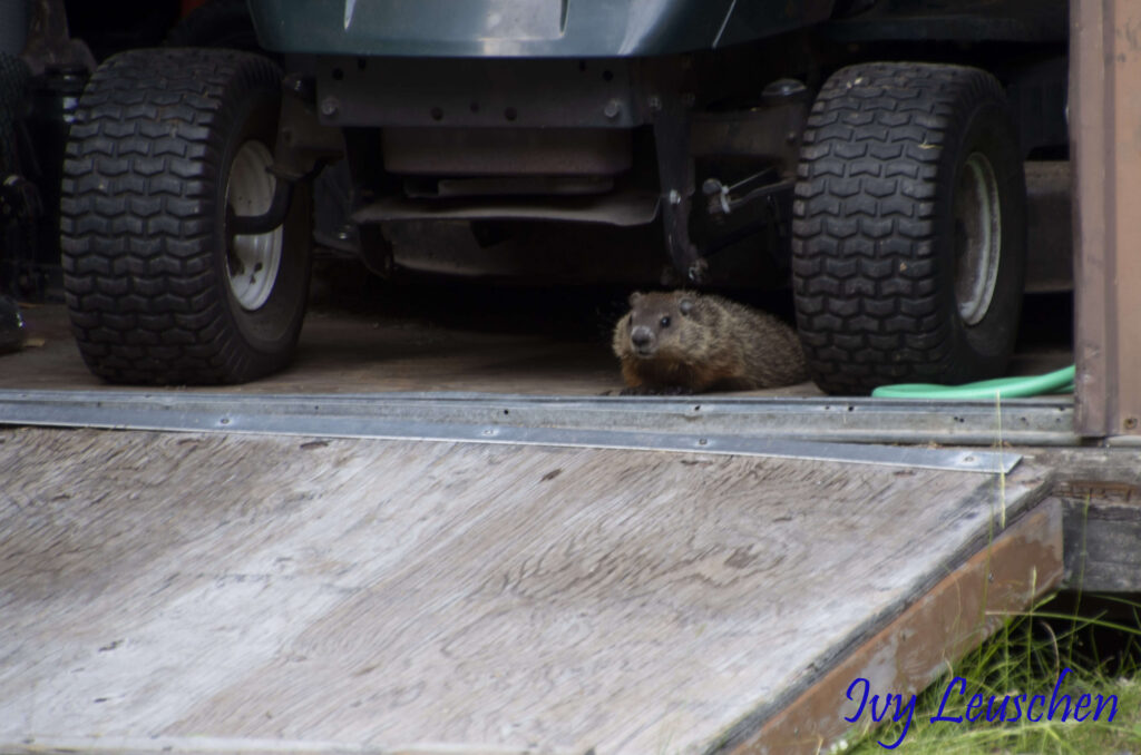 Groundhog hiding under lawn tractor