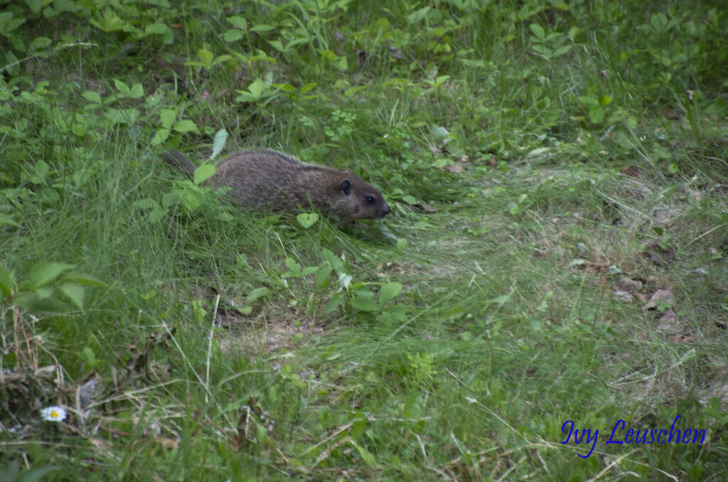 Groundhog in tall grass
