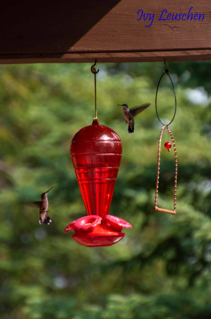 Hummingbirds fighting over feeder
