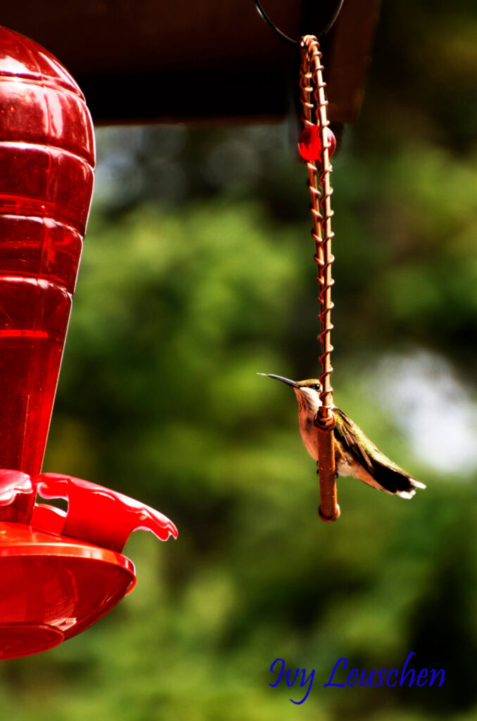 Hummingbird sitting on a swing