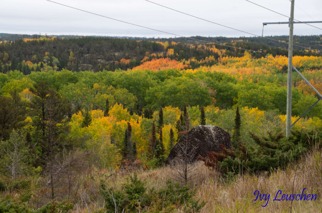 Trees and landscape in fall