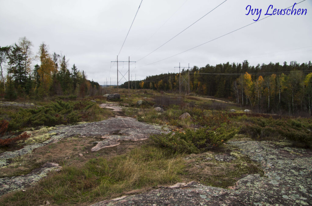 Hydro lines in the middle of forestry