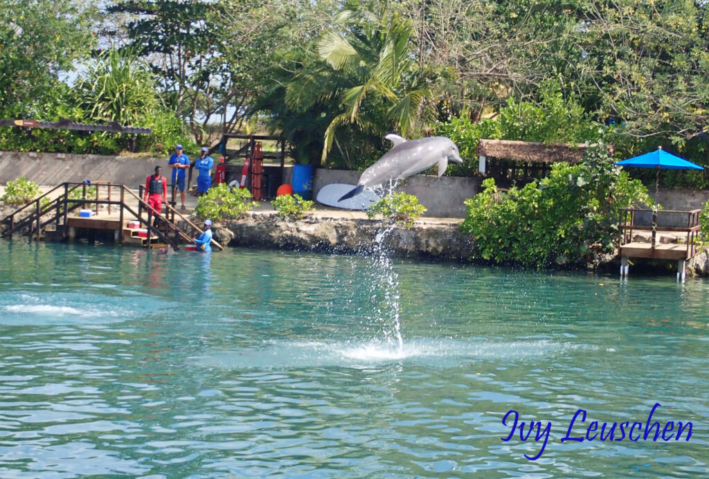 Jumping dolphin