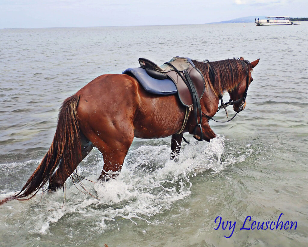 Horse walking through water