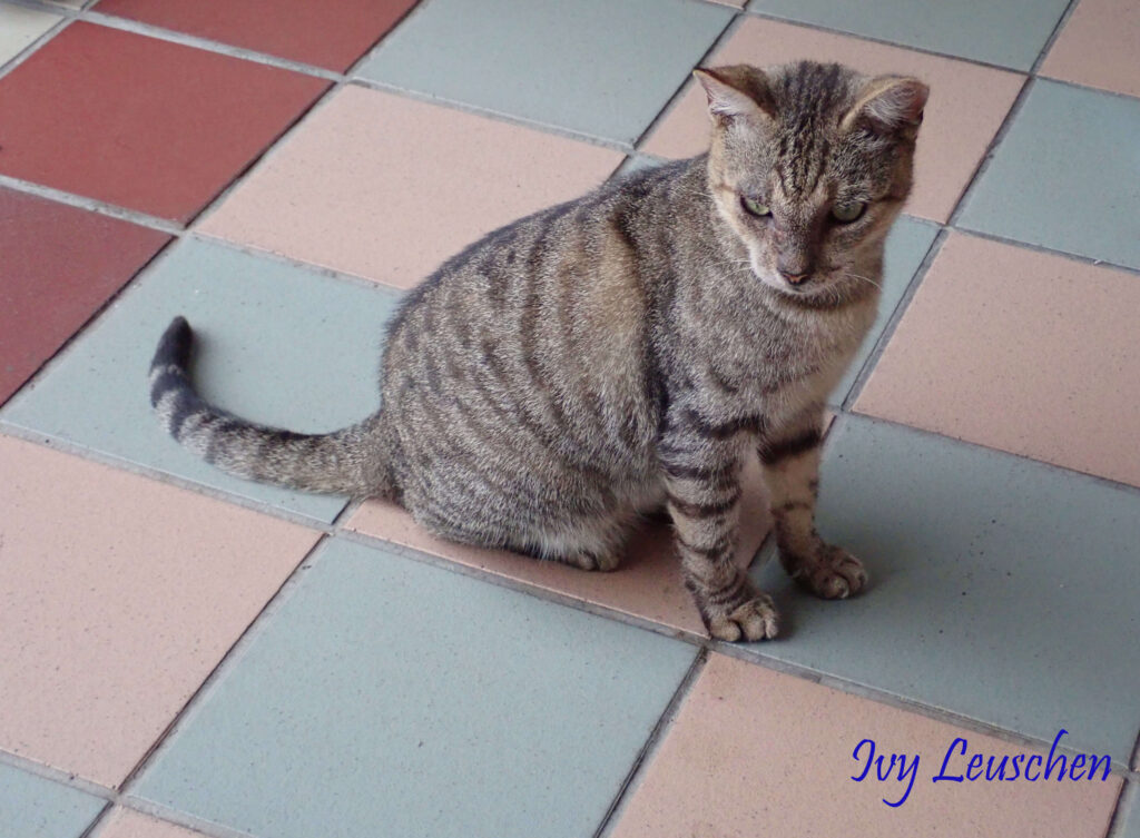 Cat sitting on tiles