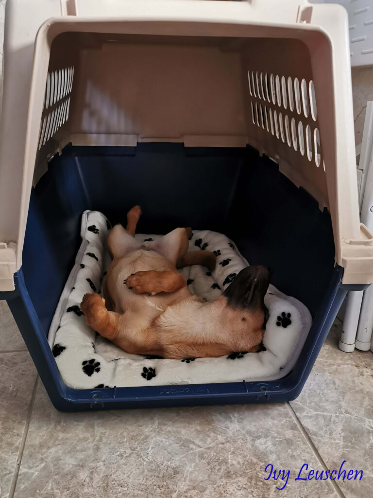 Dog sleeping upside down in crate