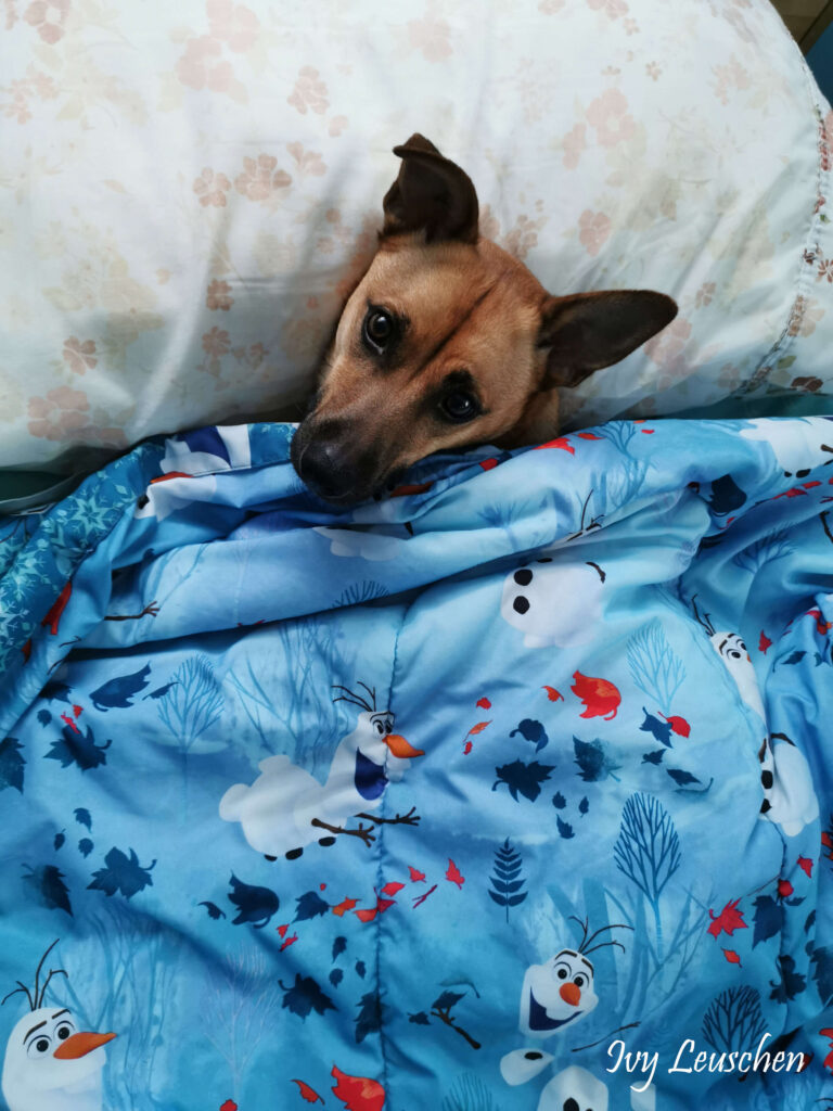 Dog snuggled up in bed