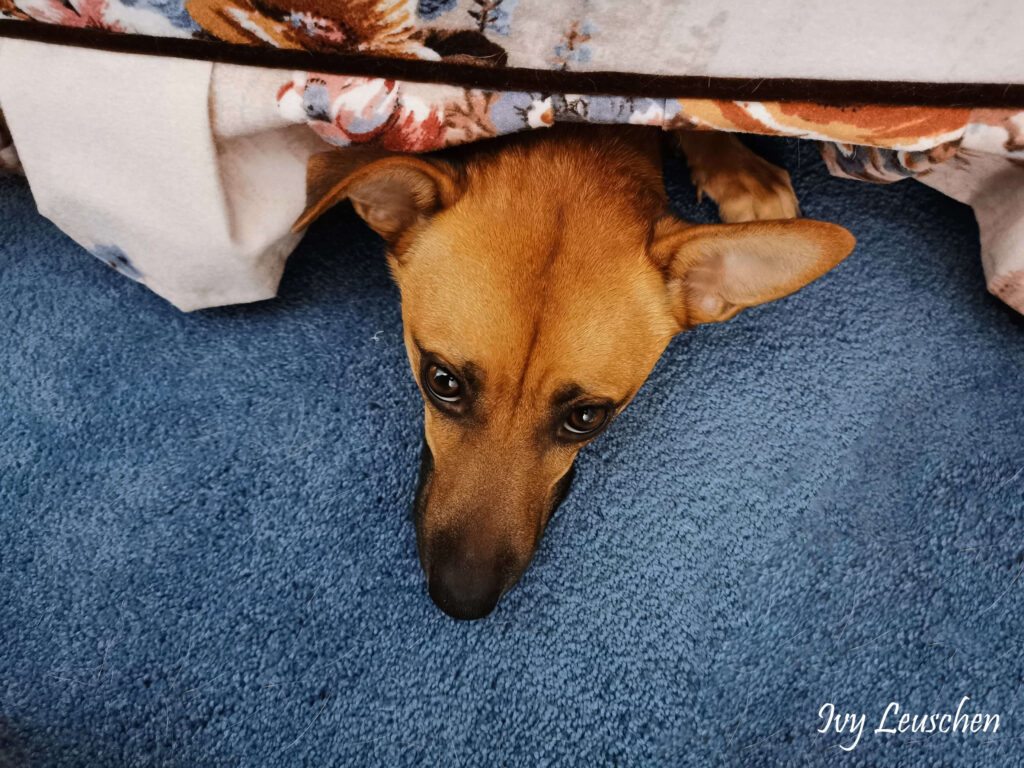 Dog under couch sticking head out