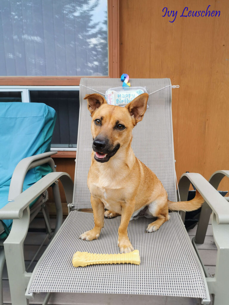 Dog sitting outside on lawn chair