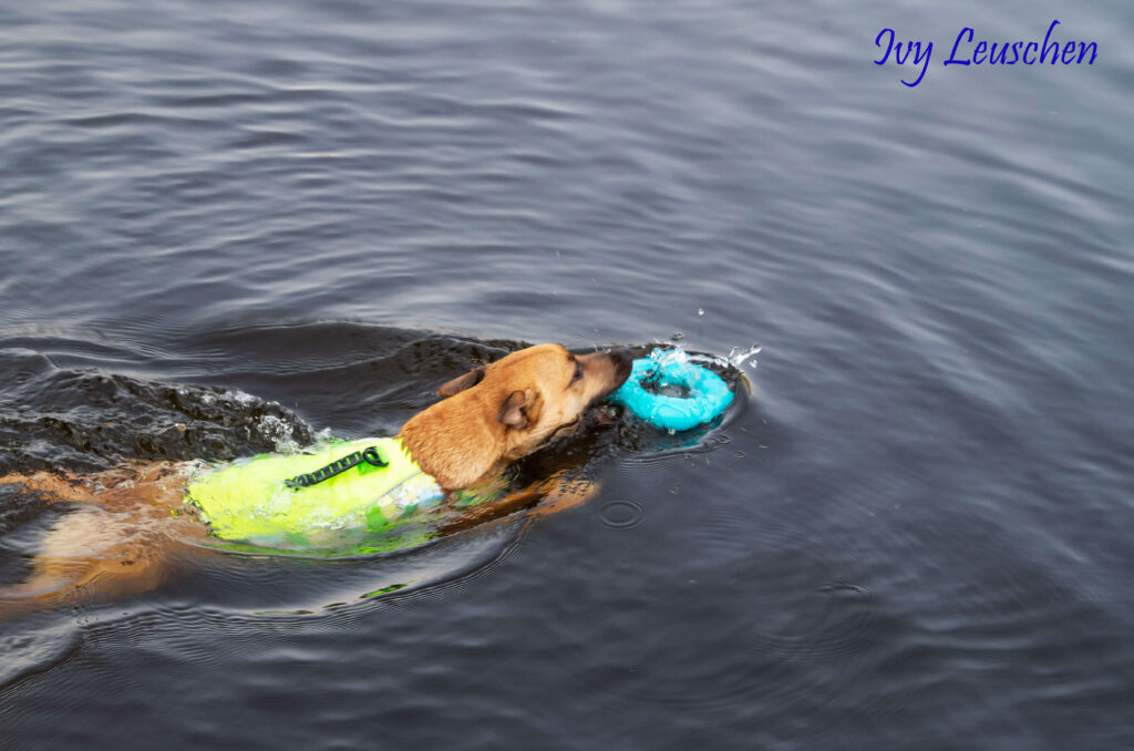 Dog swimming, fetching toy ring