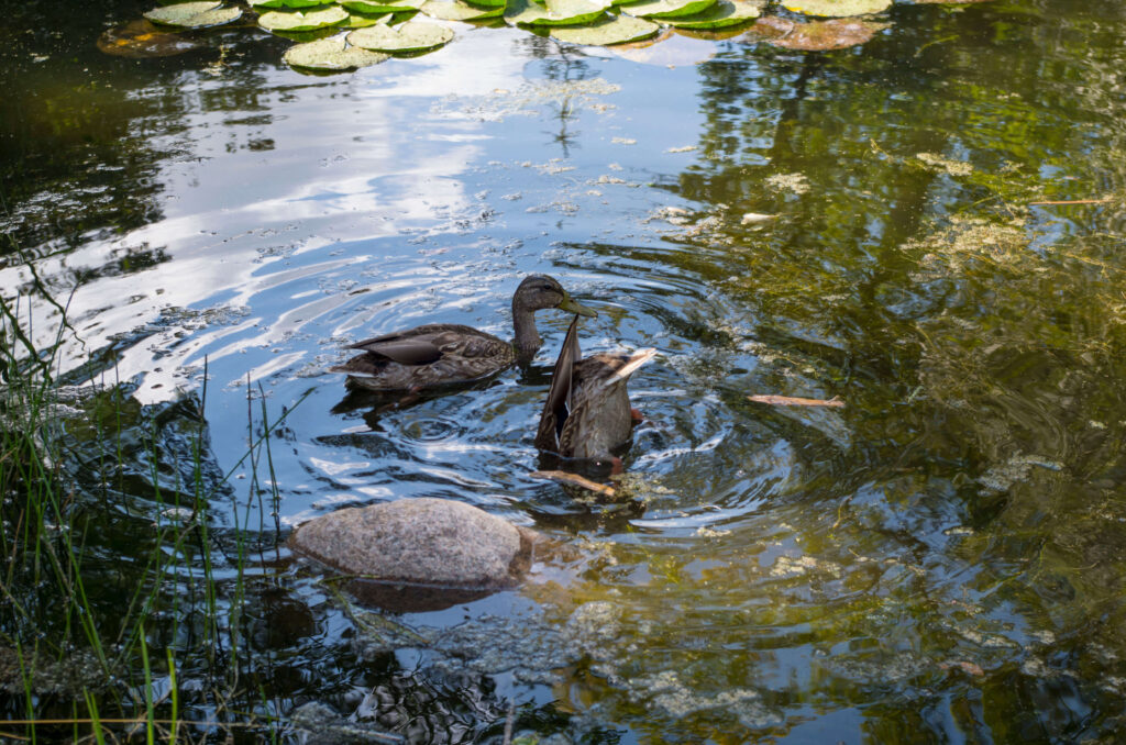 Ducks swimming in a pond, one upside down