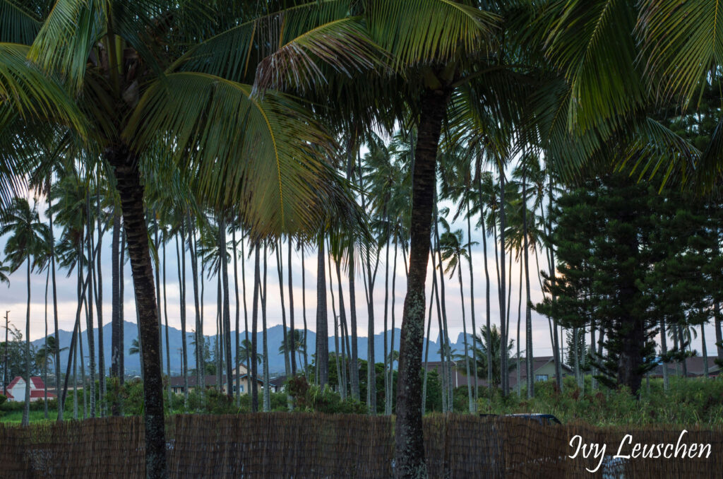 Palm trees