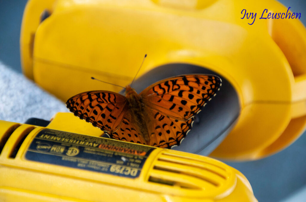 Butterfly on a drill