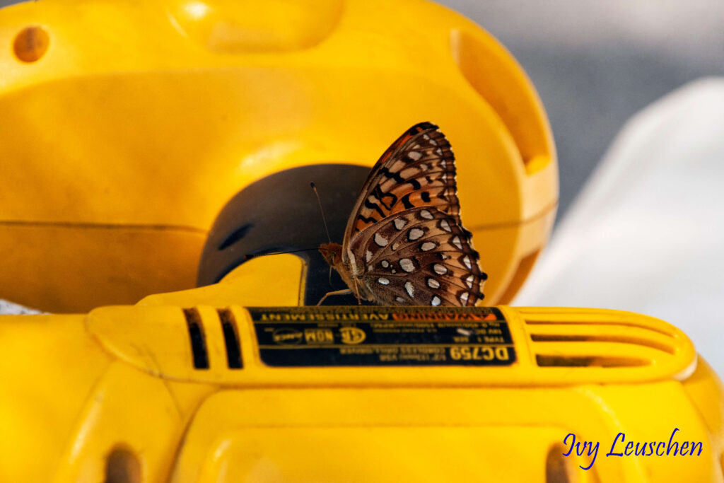 Butterfly on a drill