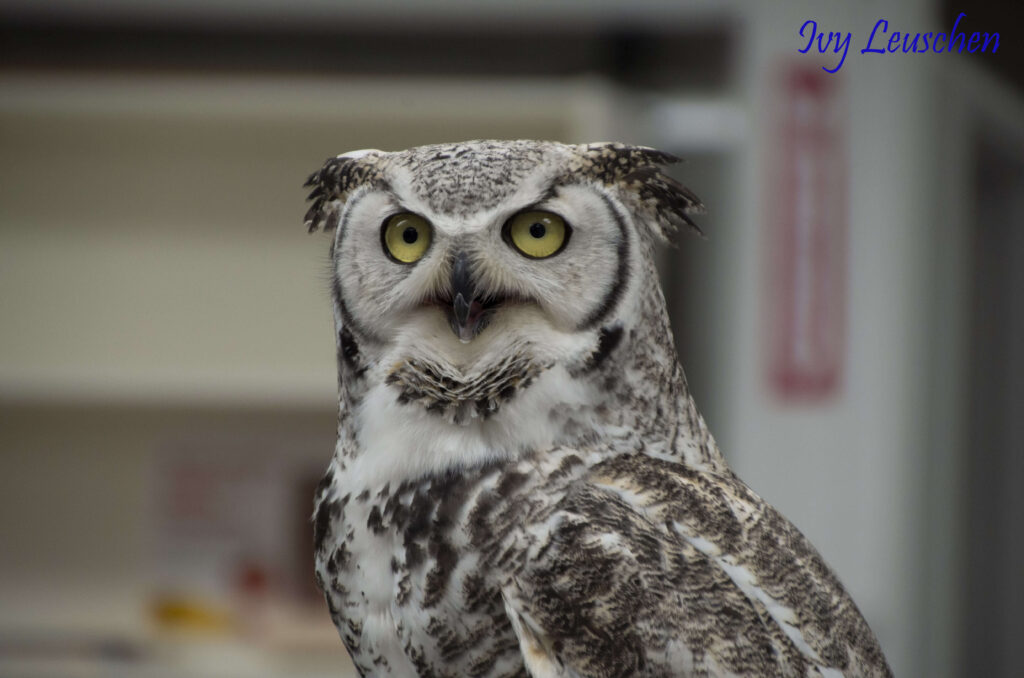 Great horned owl close up