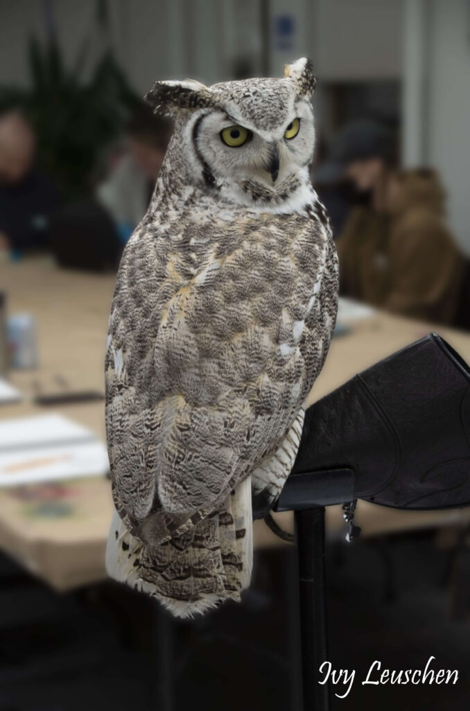Great horned owl