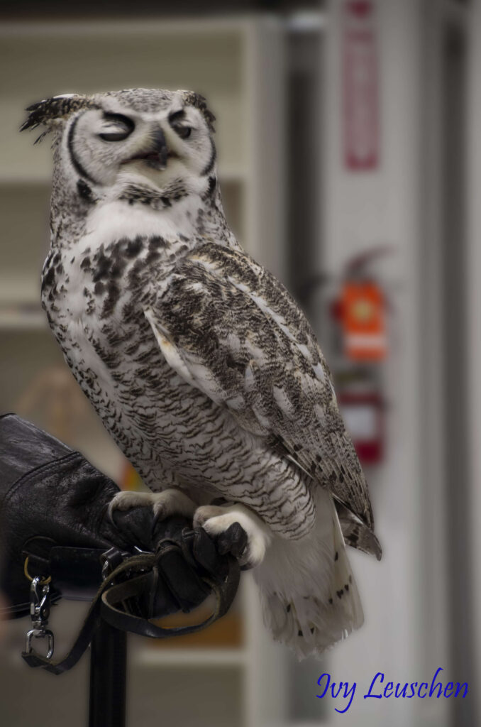Great horned owl blinking