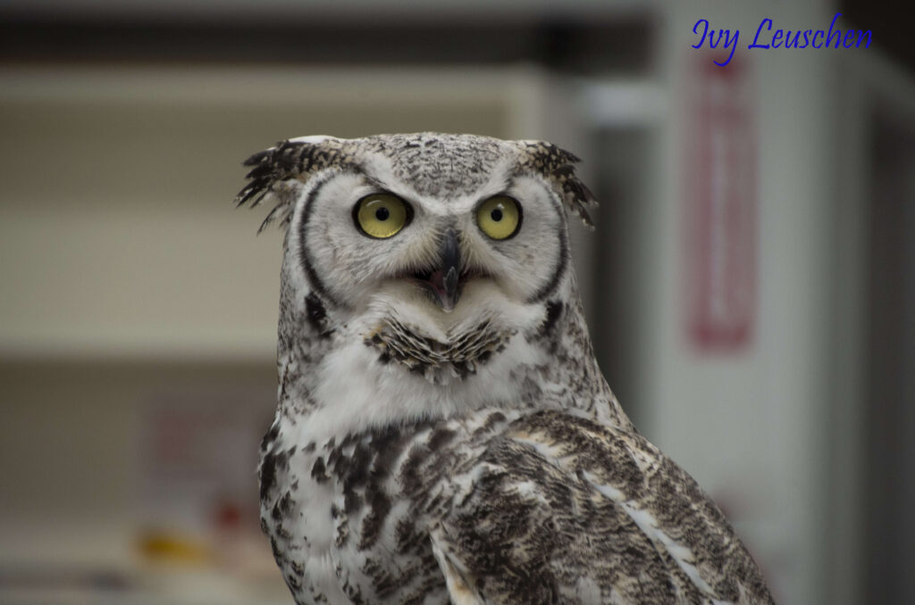 Great horned owl close up