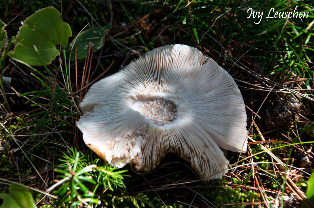 Mushroom top split open