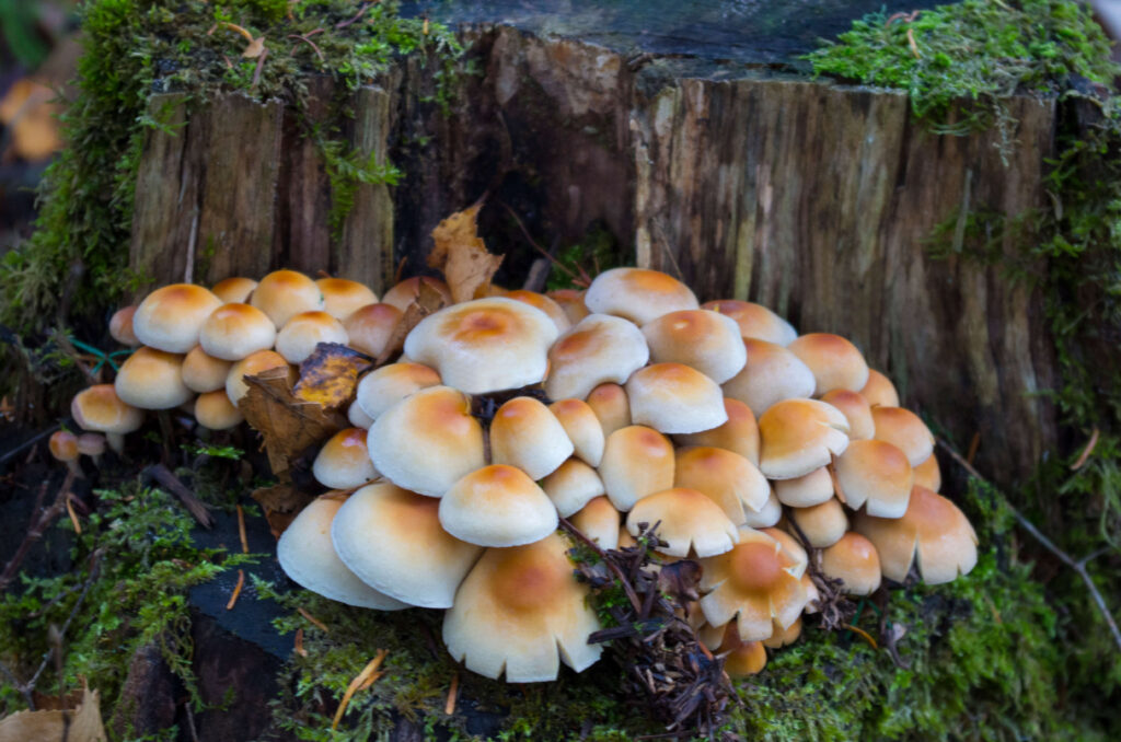 Mushrooms growing on a stump